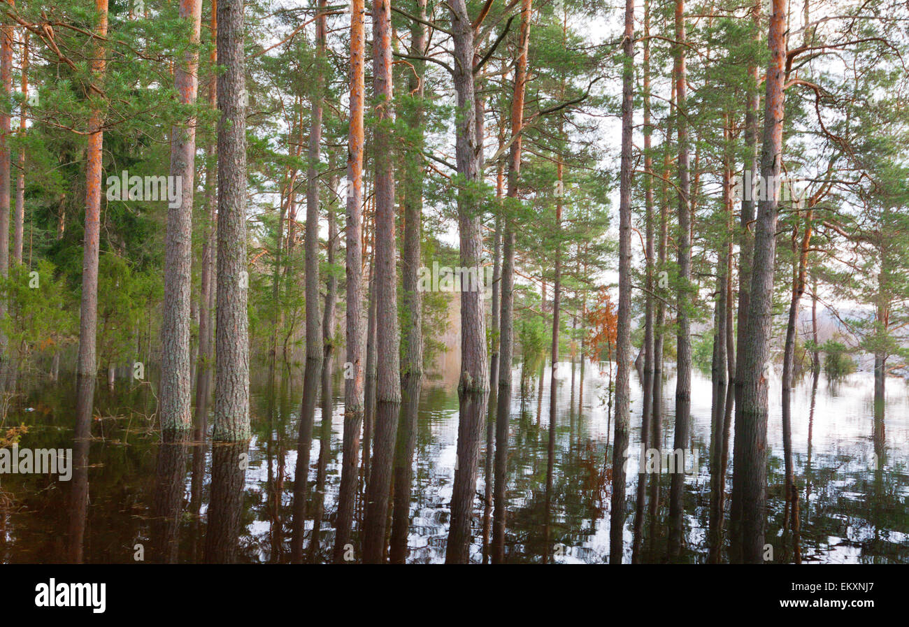 L'eau de source en forêt Banque D'Images