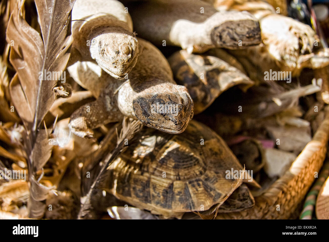 Vente de reptiles séchés comme la médecine à Marrakech, Maroc souk Banque D'Images