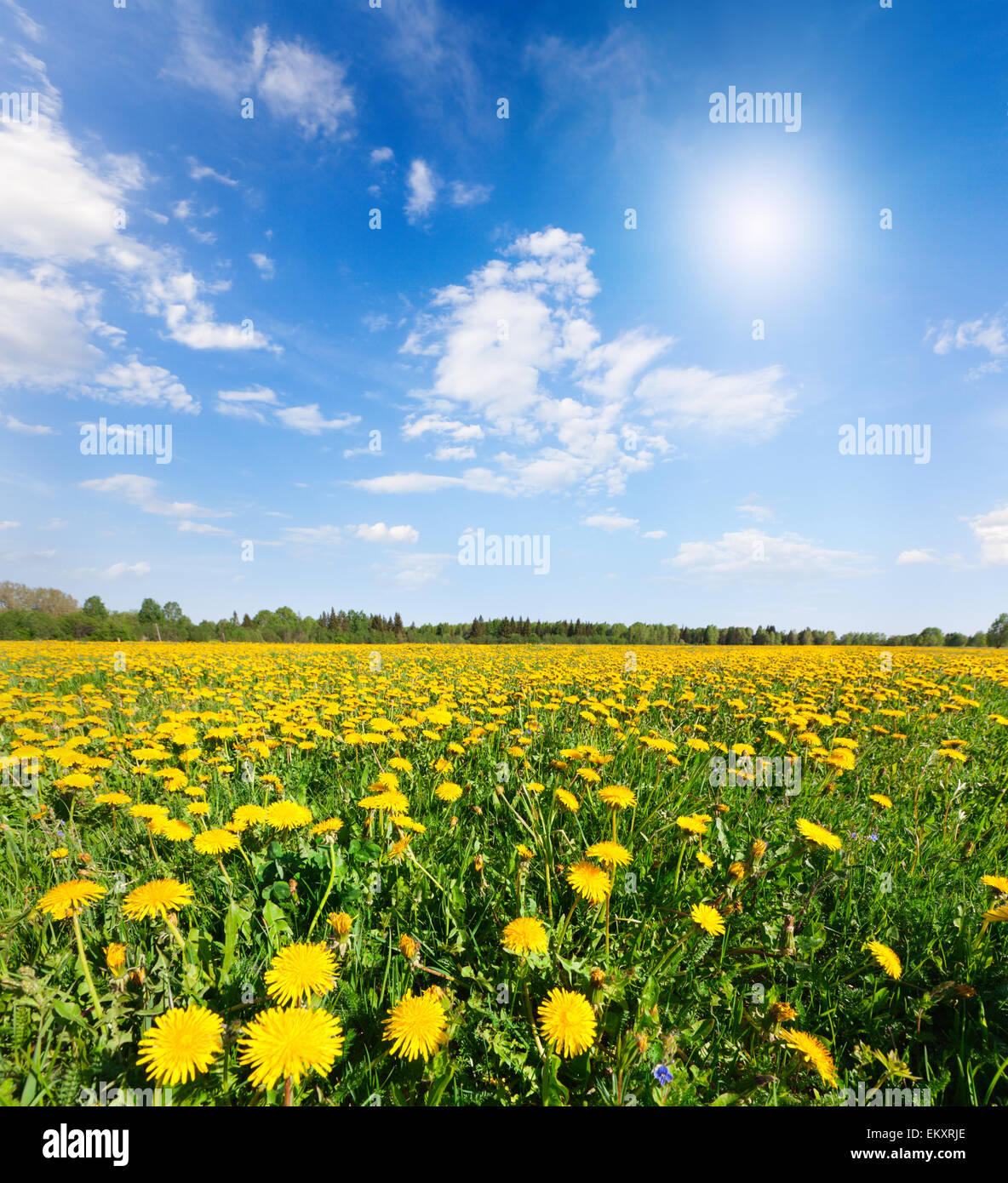 Fleurs jaune colline sous blue cloudy sky Banque D'Images