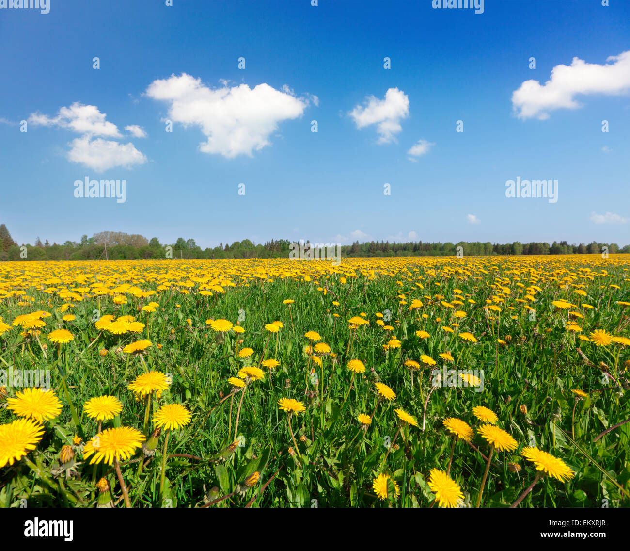 Fleurs jaune colline sous blue cloudy sky Banque D'Images