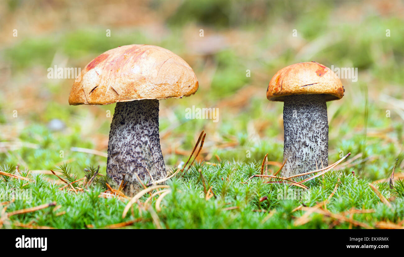 Champignons comestibles dans la forêt. orange-cap boletus Banque D'Images