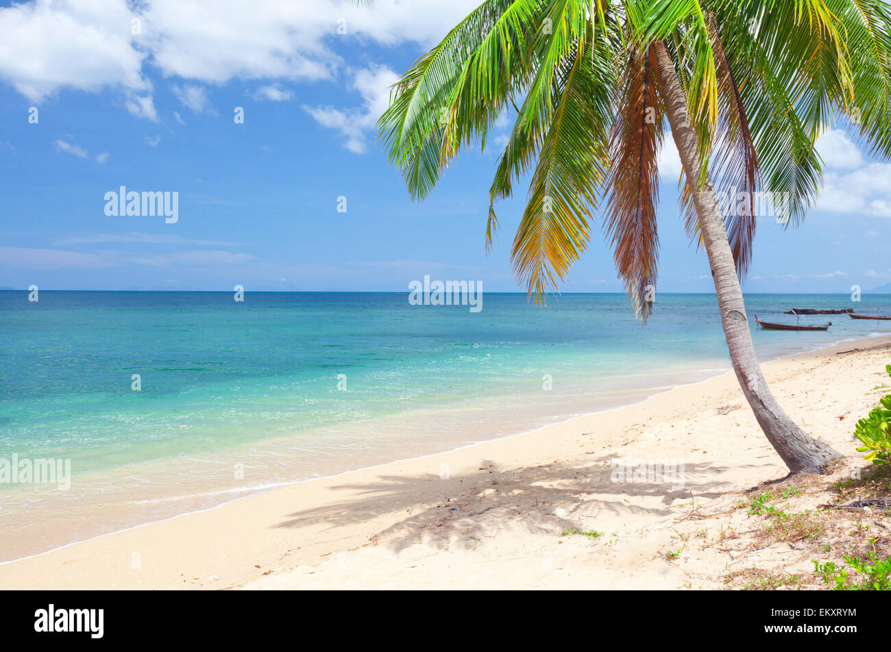 Plage tropicale avec cocotier. Koh Lanta, Thaïlande Banque D'Images