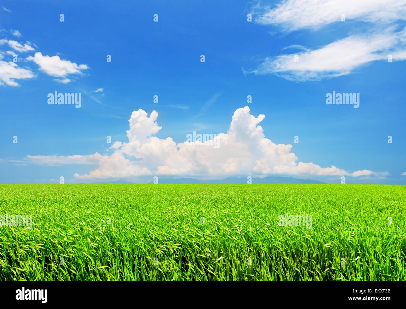 Green field and blue sky with white clouds Banque D'Images