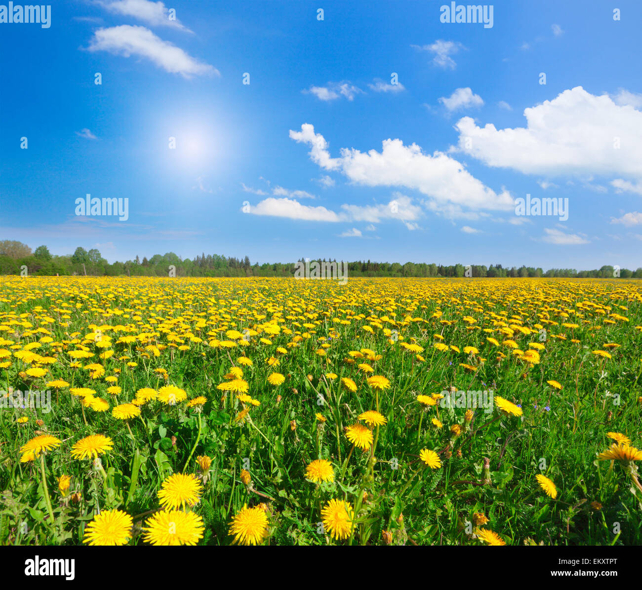 Champ de fleurs jaunes sous blue cloudy sky Banque D'Images