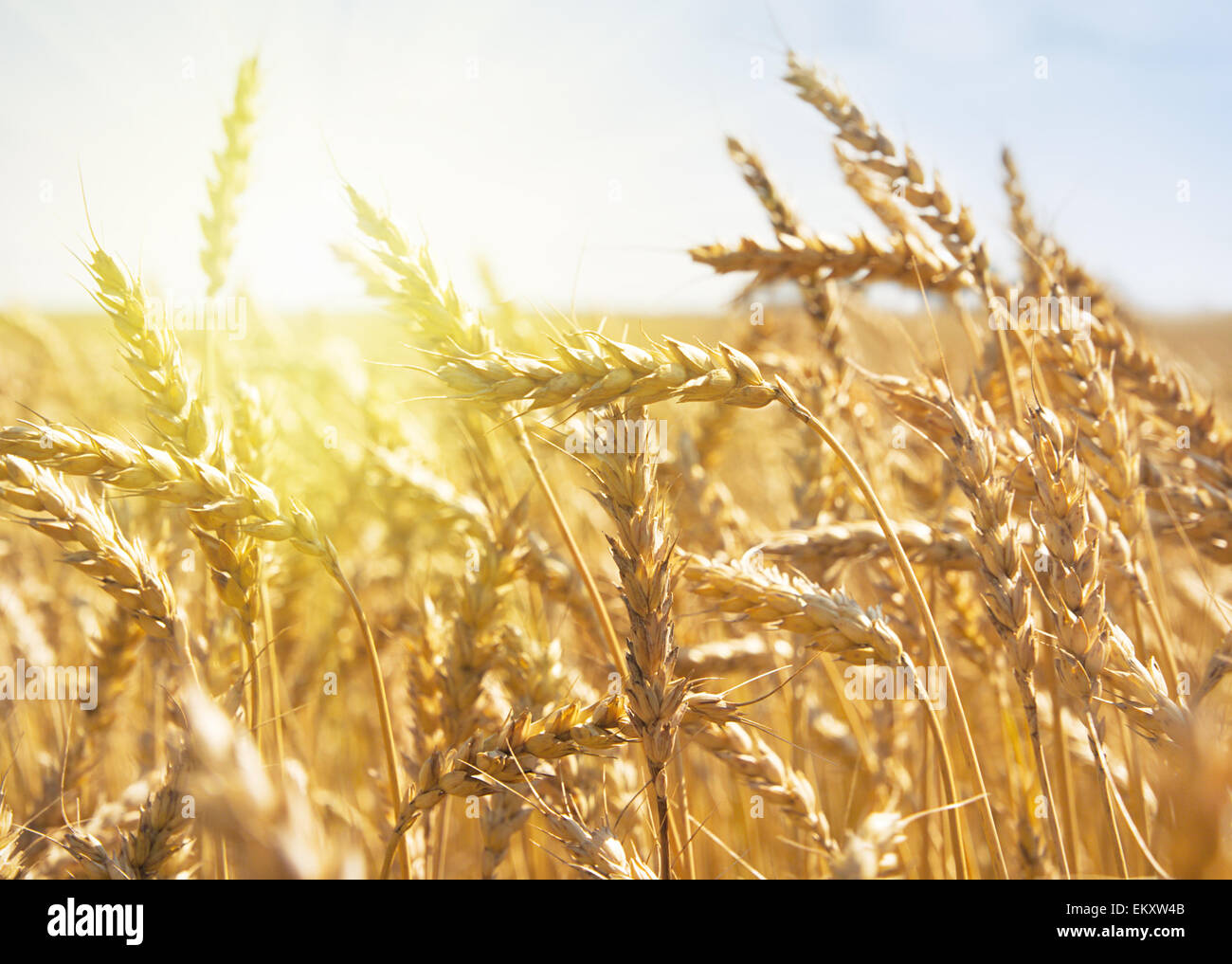 Le grain dans un champ agricole à l'heure du coucher de soleil. Banque D'Images