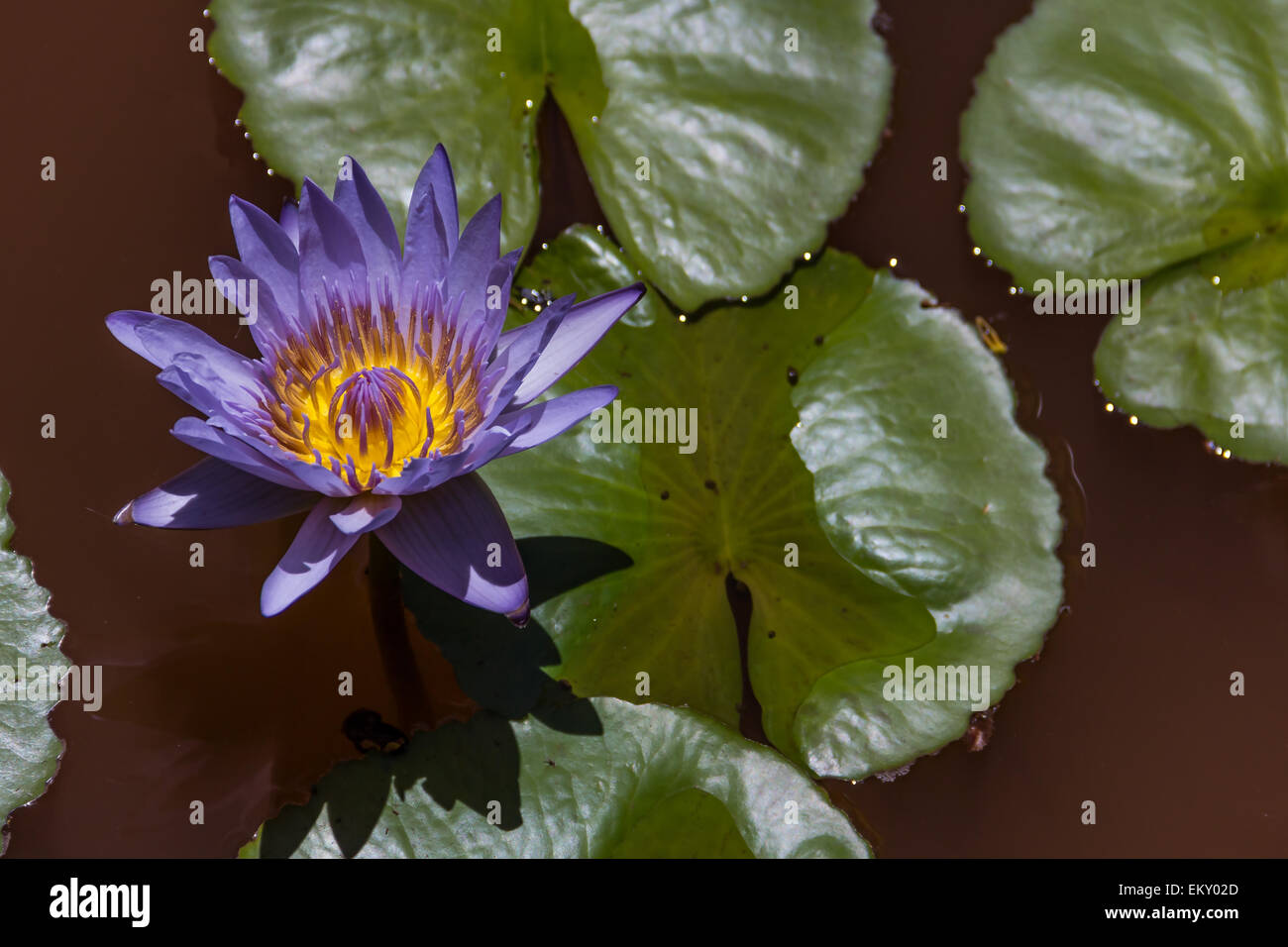 Lotus pourpre Banque D'Images