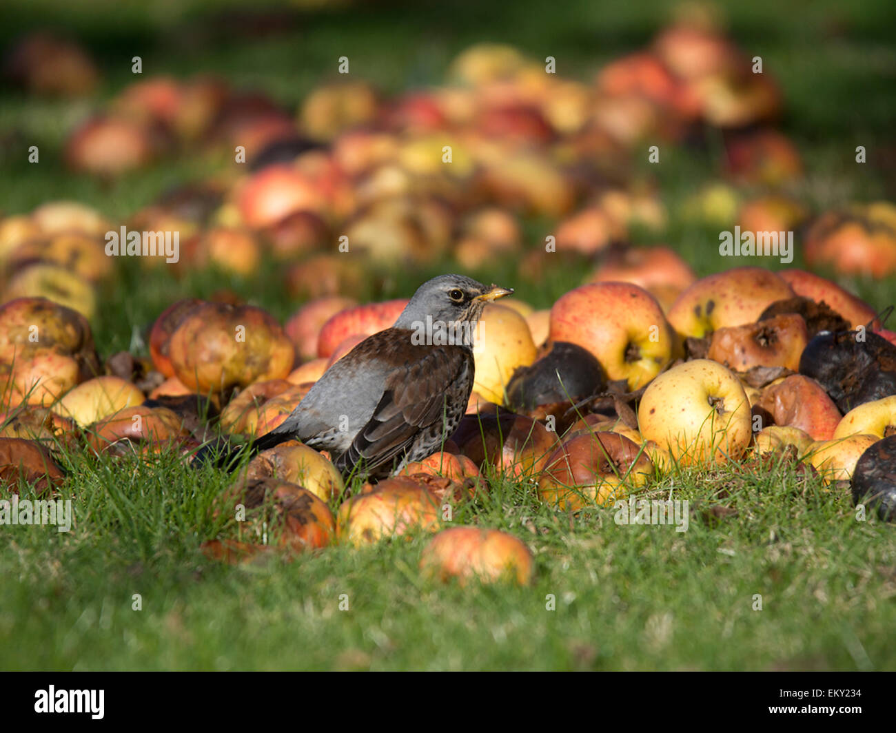 Fieldfare.(f.) Turdus grive se nourrissant de pommes d'hiver Banque D'Images