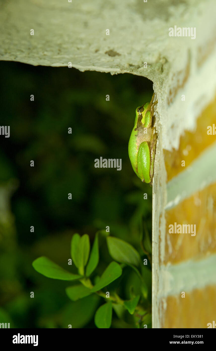 Hyla arborea ou rainette, une jolie petite grenouille verte escalade le mur de la maison la nuit Banque D'Images