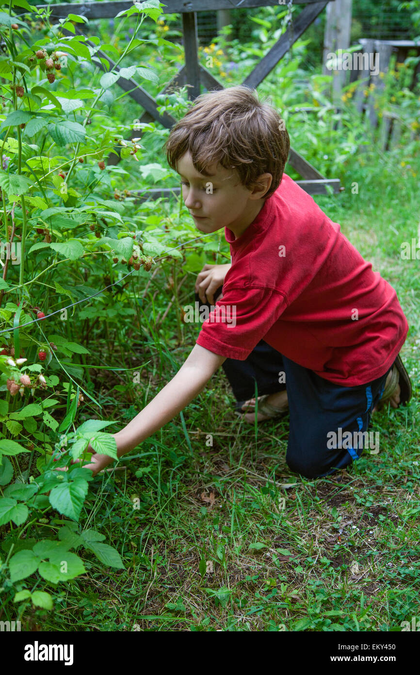 Boy picking berries à New Denver, Slocan Valley, West Kootenay, Colombie-Britannique, Canada (M.) Banque D'Images