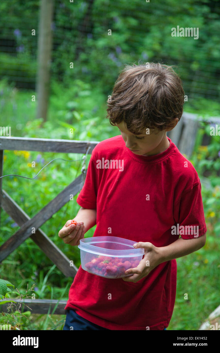 Boy picking berries à New Denver, Slocan Valley, West Kootenay, Colombie-Britannique, Canada (M.) Banque D'Images
