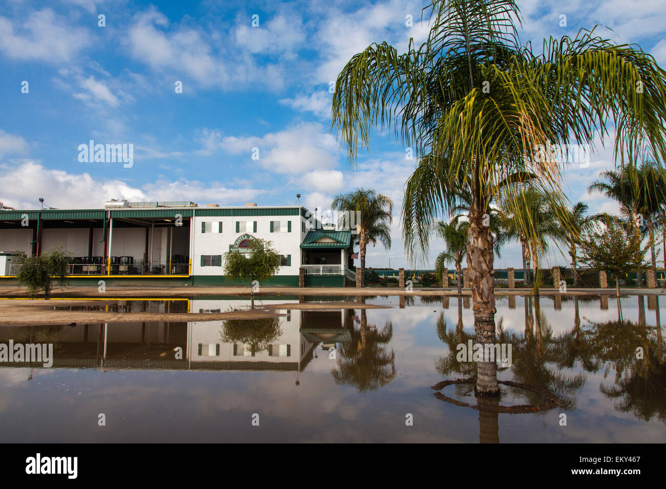 Castle Rock Vineyards, Richgrove, comté de Tulare, en Californie, USA Banque D'Images