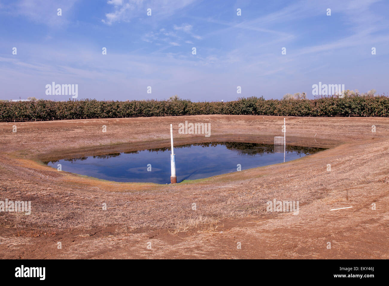 Un étang de retour est situé à l'angle le plus bas d'un champ cultivé de retenir les eaux pluviales et d'irrigation, drainage Tulare Comté Banque D'Images