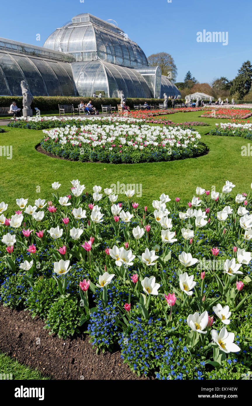 Fleurs printanières en fleurs devant la Palm House à Kew Gardens, Londres Angleterre Royaume-Uni Banque D'Images