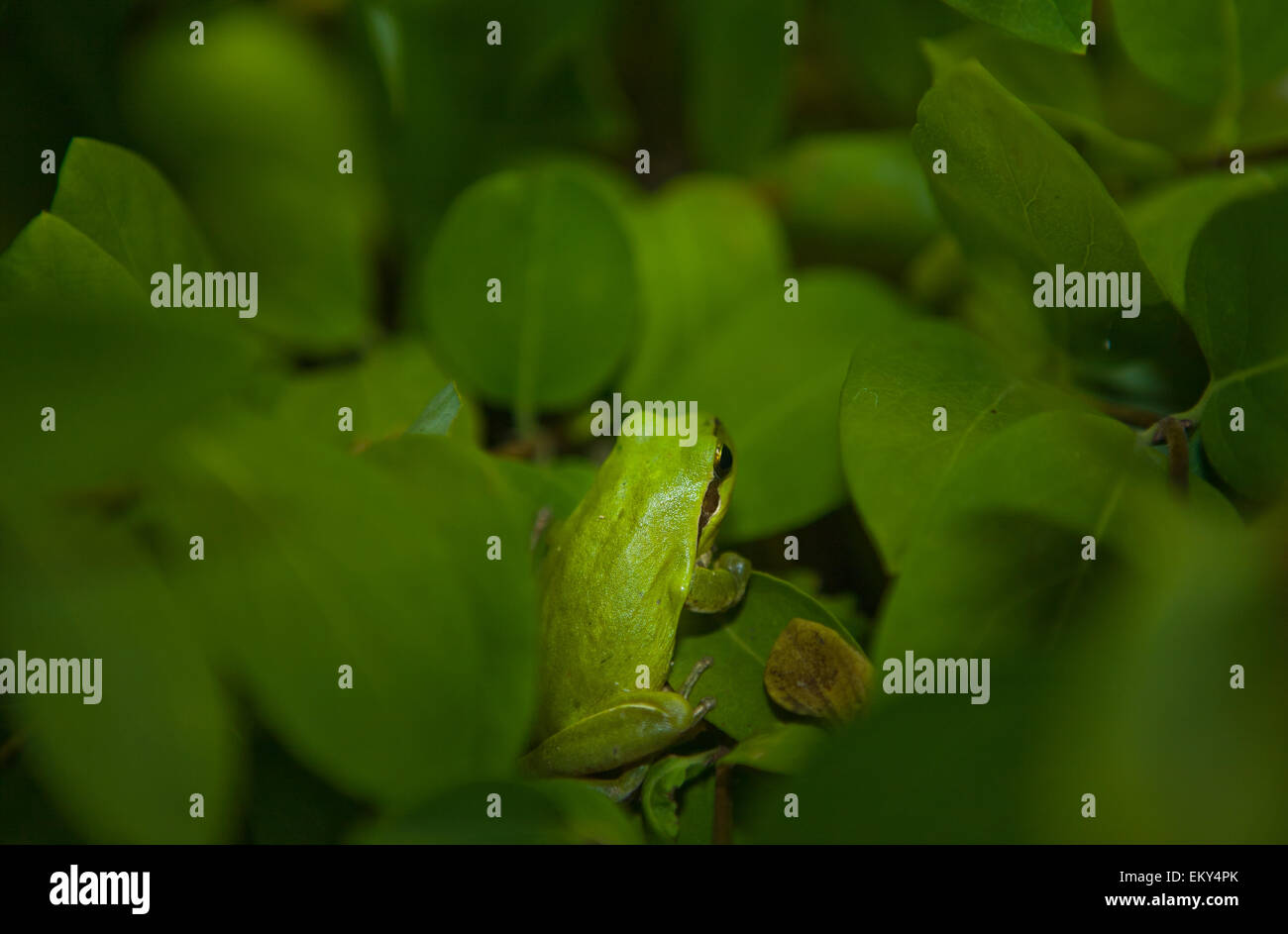 Hyla arborea ou rainette, une jolie petite grenouille verte randonnées une succursale de nuit Banque D'Images