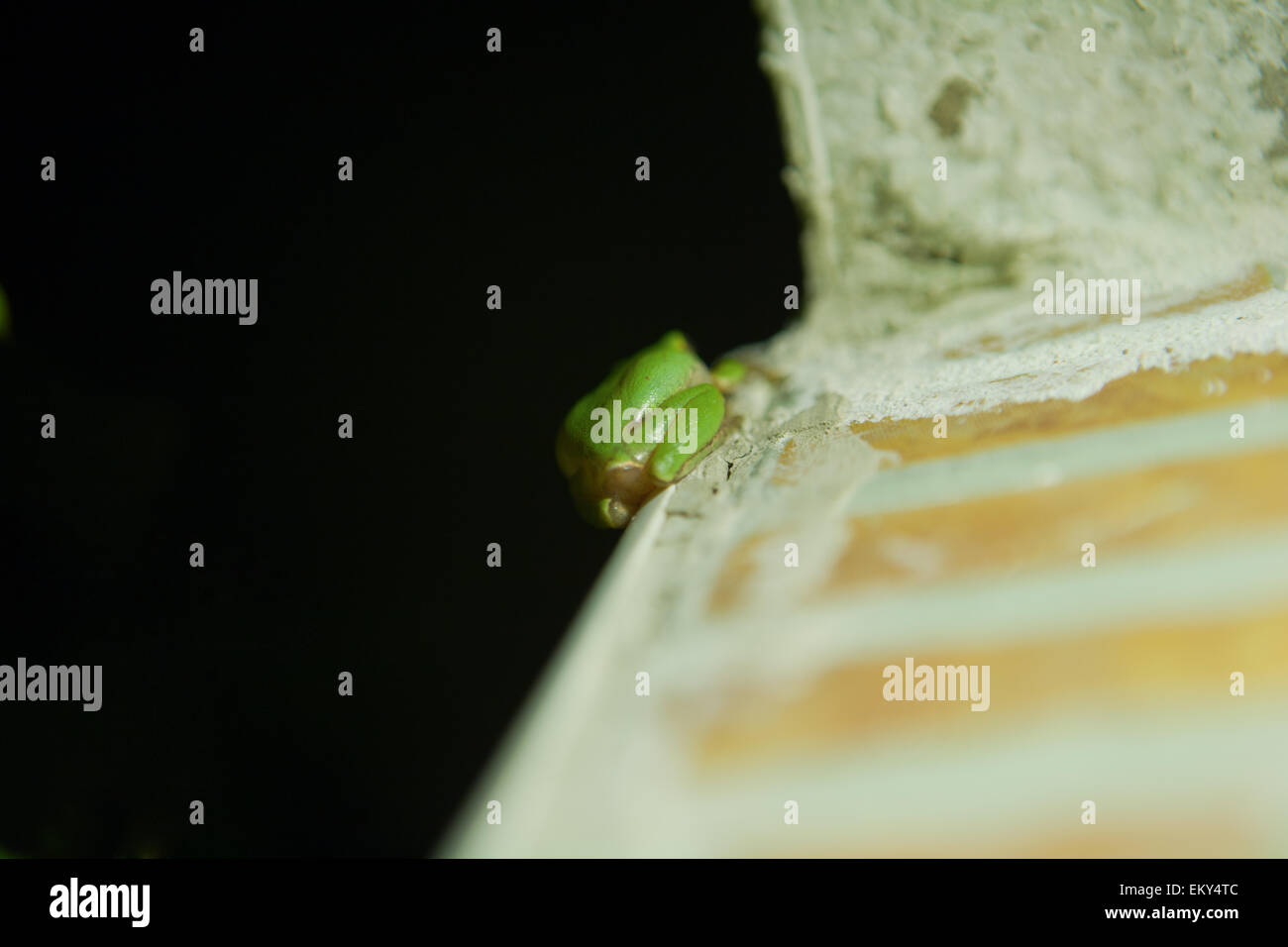 Hyla arborea ou rainette, une jolie petite grenouille verte escalade le mur de la maison la nuit Banque D'Images