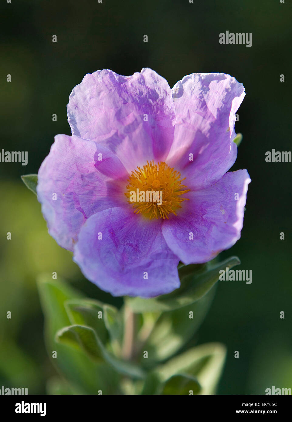 Le Cistus albidus est un arbuste de 5 à 10 cm de haut, pas de branche. Les feuilles sont de 5 à 10 cm de longueur et sont à l'opposé avec trois rib Banque D'Images