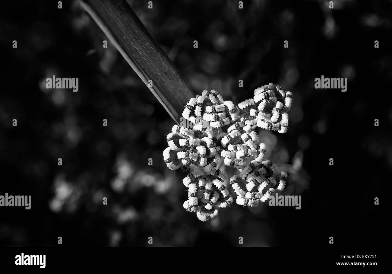 Les inflorescences de l'herbe de montagne sauvages comme sonneries ou couronnes Banque D'Images