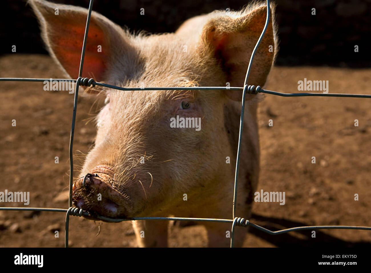 Un cochon blanc pokes son nez à travers une clôture Banque D'Images