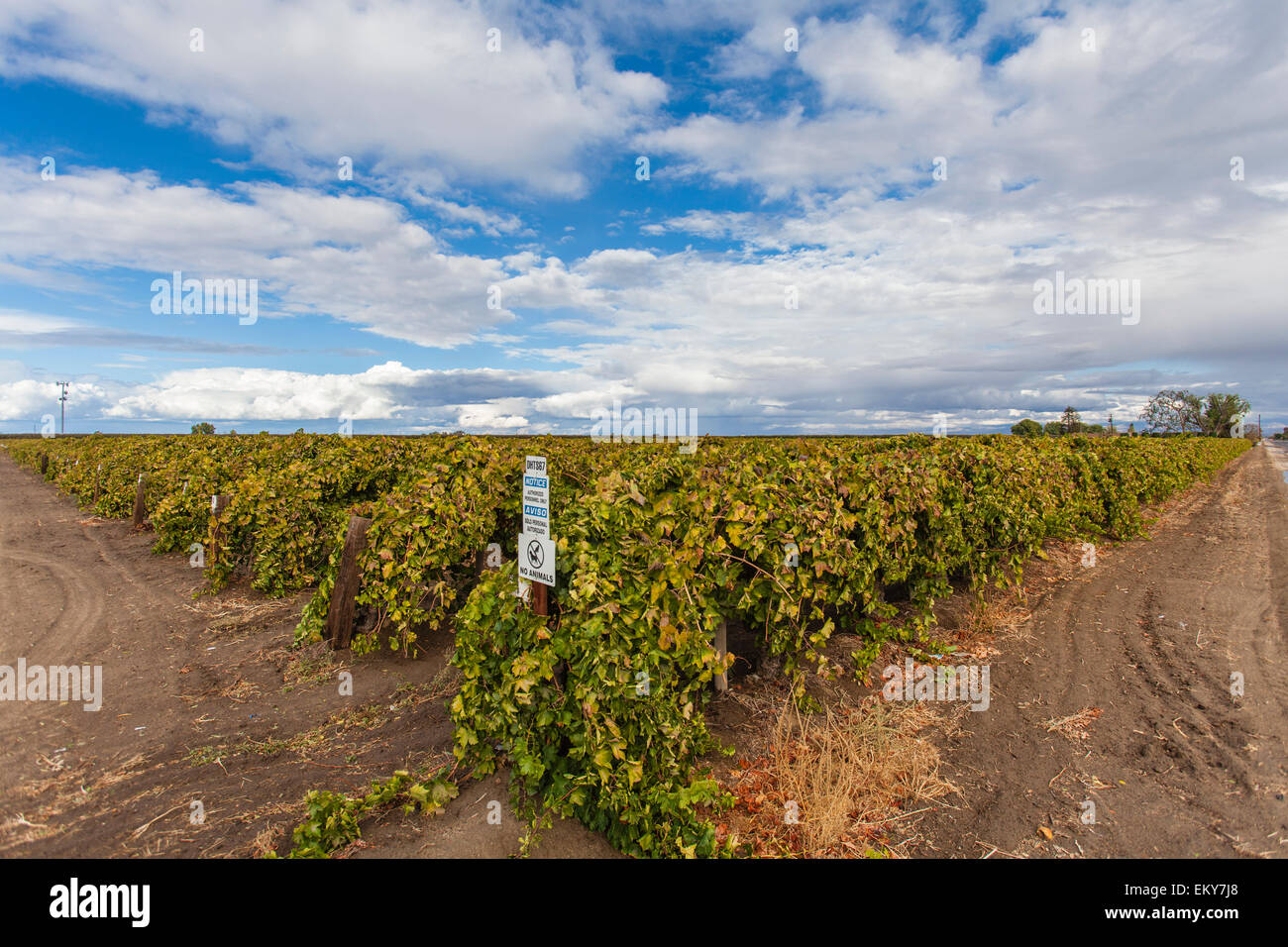 Grapes growing in Shafter. Comté de Kern, Vallée de San Joaquin, en Californie, USA Banque D'Images