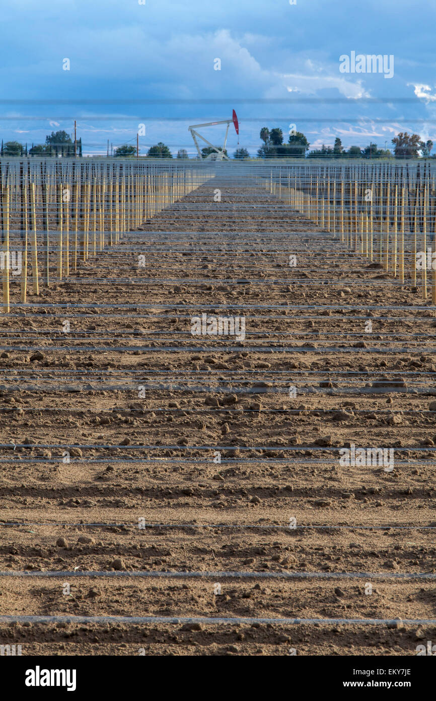 Chevalets de puits de pétrole situé dans le vignoble. Comté de Kern, situé sur le schiste de Monterey, San Joaquin Valley, Californie, USA Banque D'Images