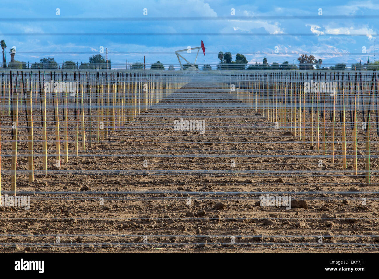 Chevalets de puits de pétrole situé dans le vignoble. Comté de Kern, situé sur le schiste de Monterey, San Joaquin Valley, Californie, USA Banque D'Images