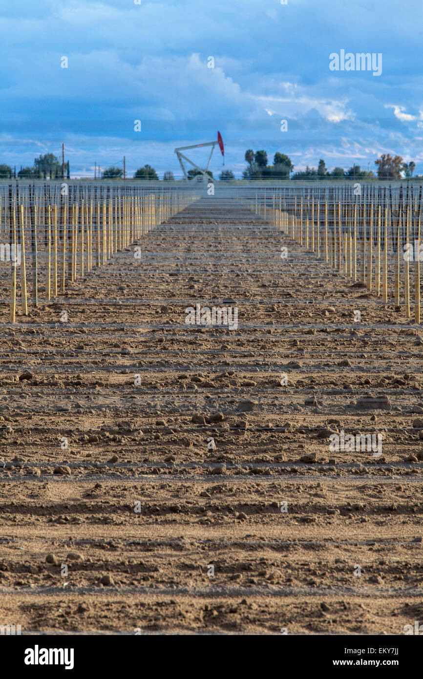 Chevalets de puits de pétrole situé dans le vignoble. Comté de Kern, situé sur le schiste de Monterey, San Joaquin Valley, Californie, USA Banque D'Images