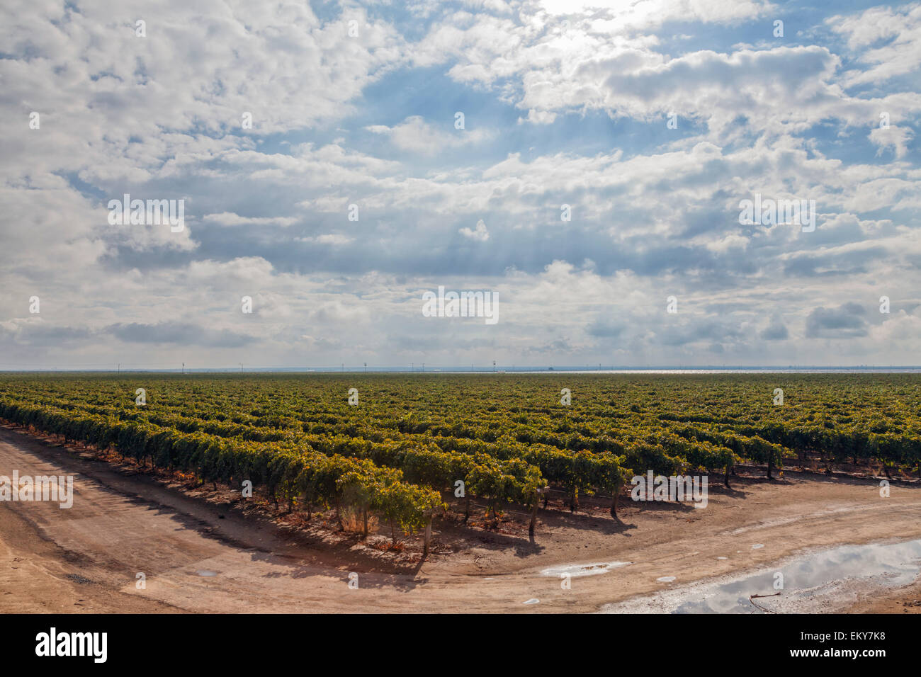 Dans gorowing raisin vigne près de Delano, comté de Kern, Vallée de San Joaquin, en Californie, USA Banque D'Images