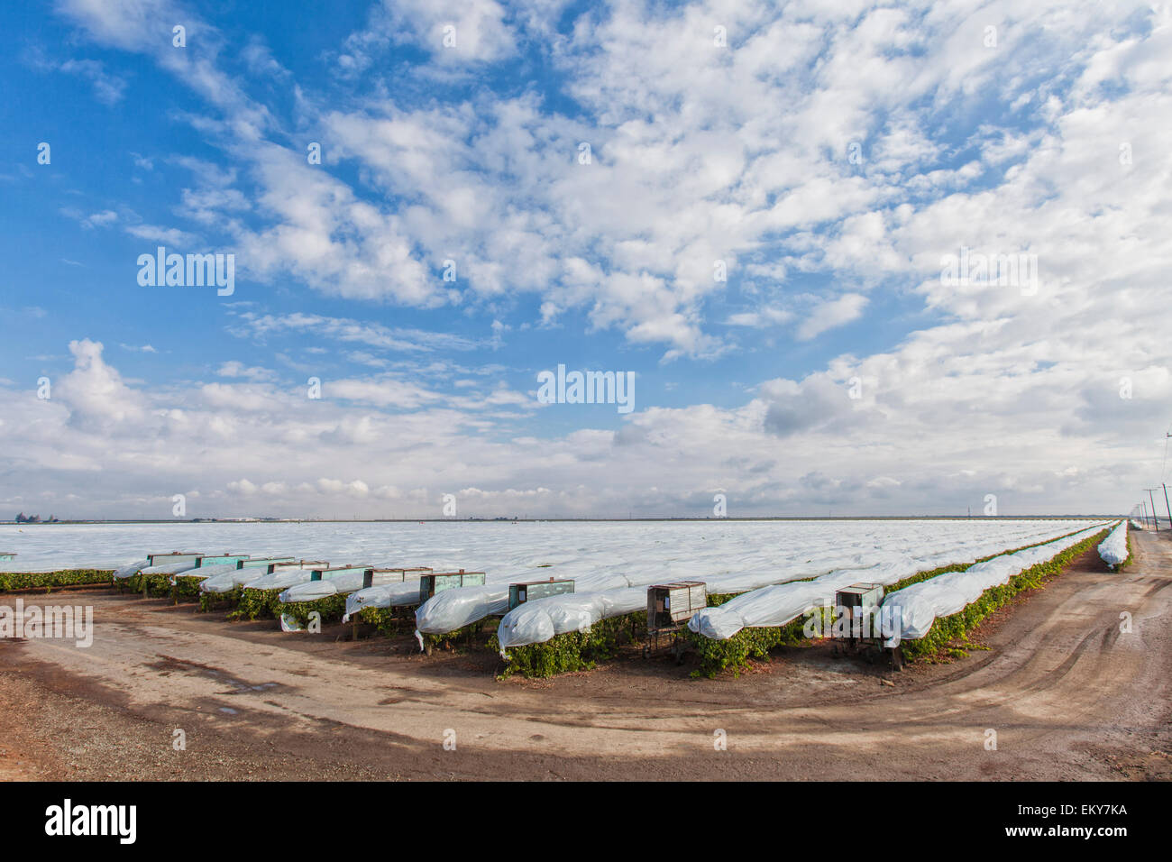 Couverts Grapes growing in vineyard près de Delano, comté de Kern, Vallée de San Joaquin, en Californie, USA Banque D'Images