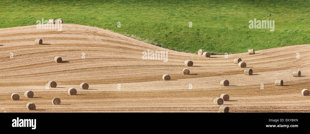 Hay-Bales à Towie dans l'Aberdeenshire, en Écosse. Banque D'Images