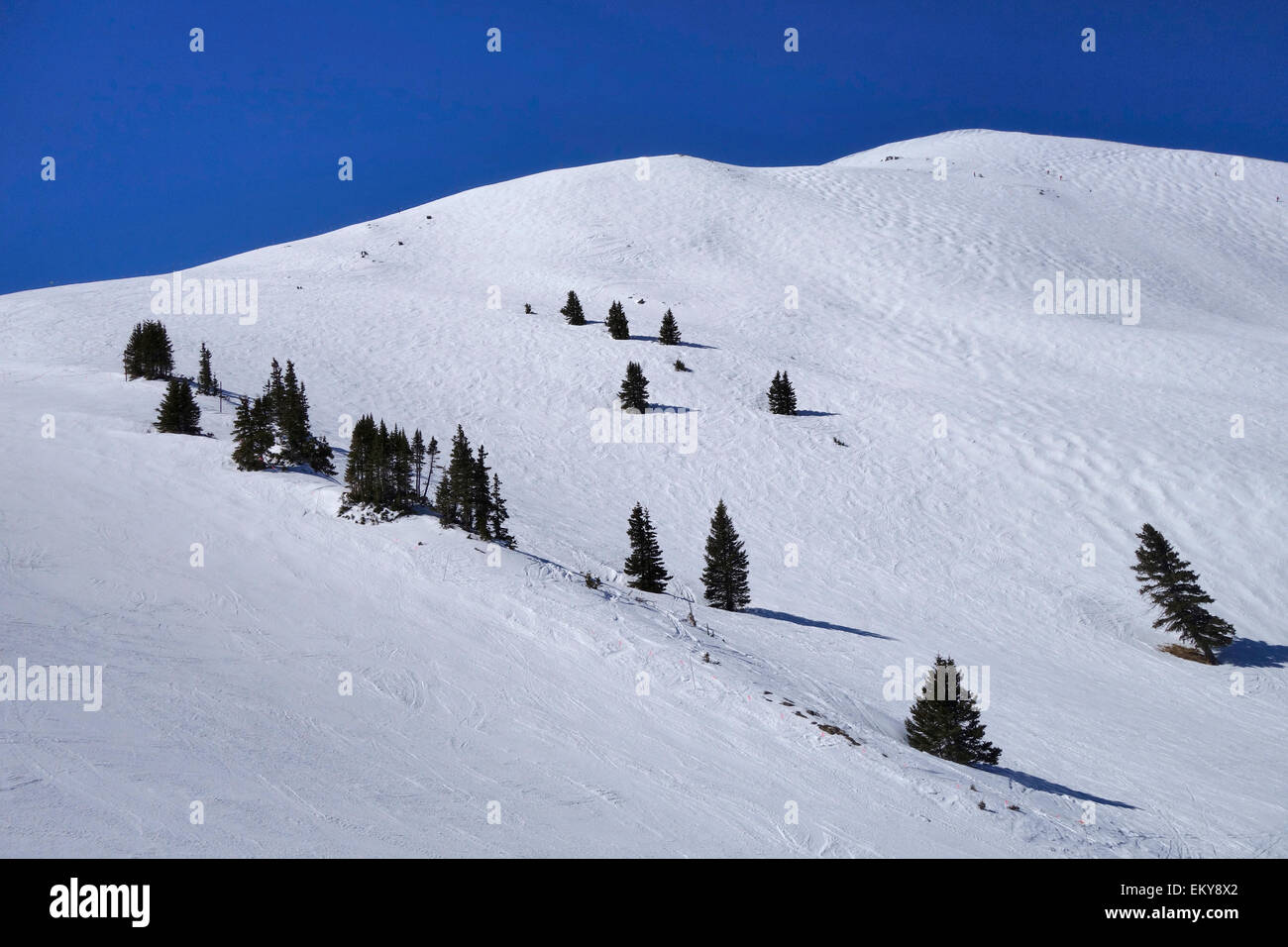 Pente de ski alpin sur une poudre matin Banque D'Images