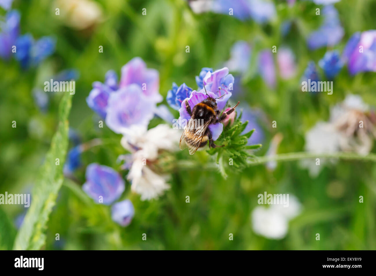 La pollinisation de l'Abeille fleur sur un pré vert Banque D'Images