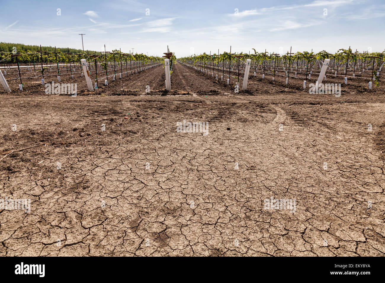 En face de la terre craquelée vigne raisin. Cardella Winery, une entreprise familiale depuis 1969, dans le comté de Fresno, Californie Banque D'Images