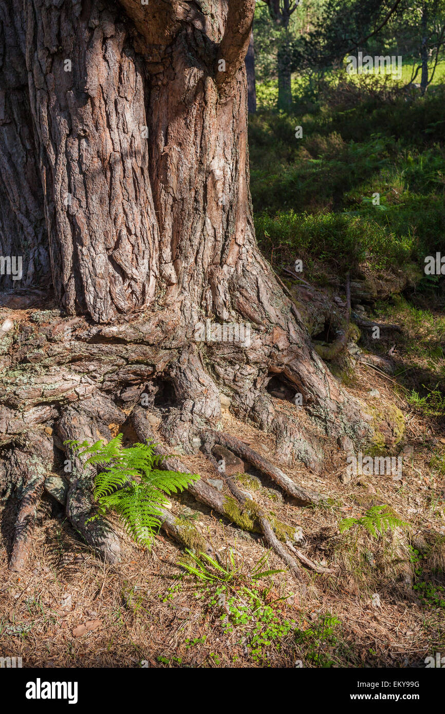 Tronc de pin sylvestre en Ecosse. Banque D'Images