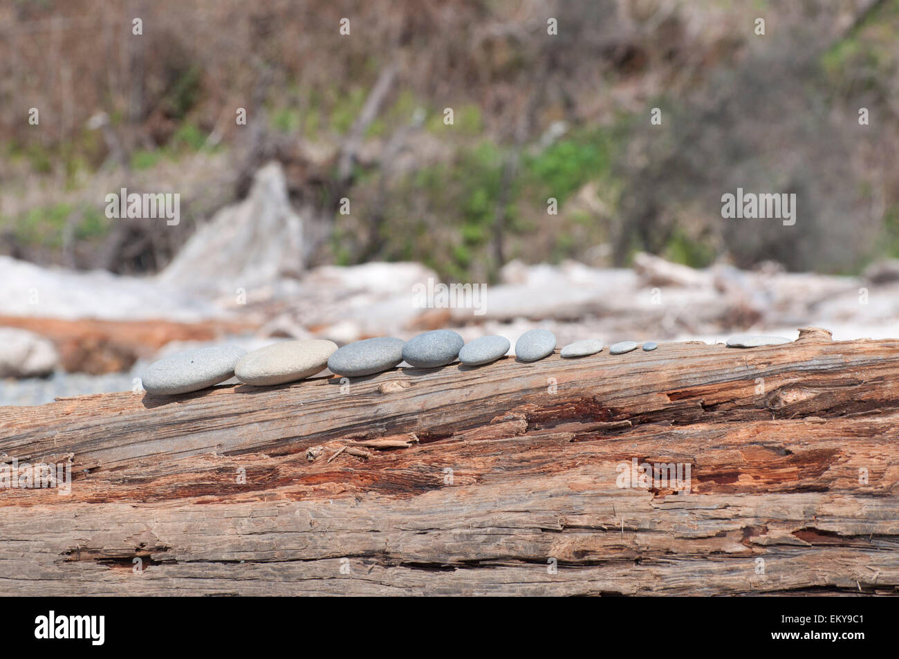 Rochers lisses alignés sur driftwood photographié à Ruby Beach, Washington, États-Unis Banque D'Images