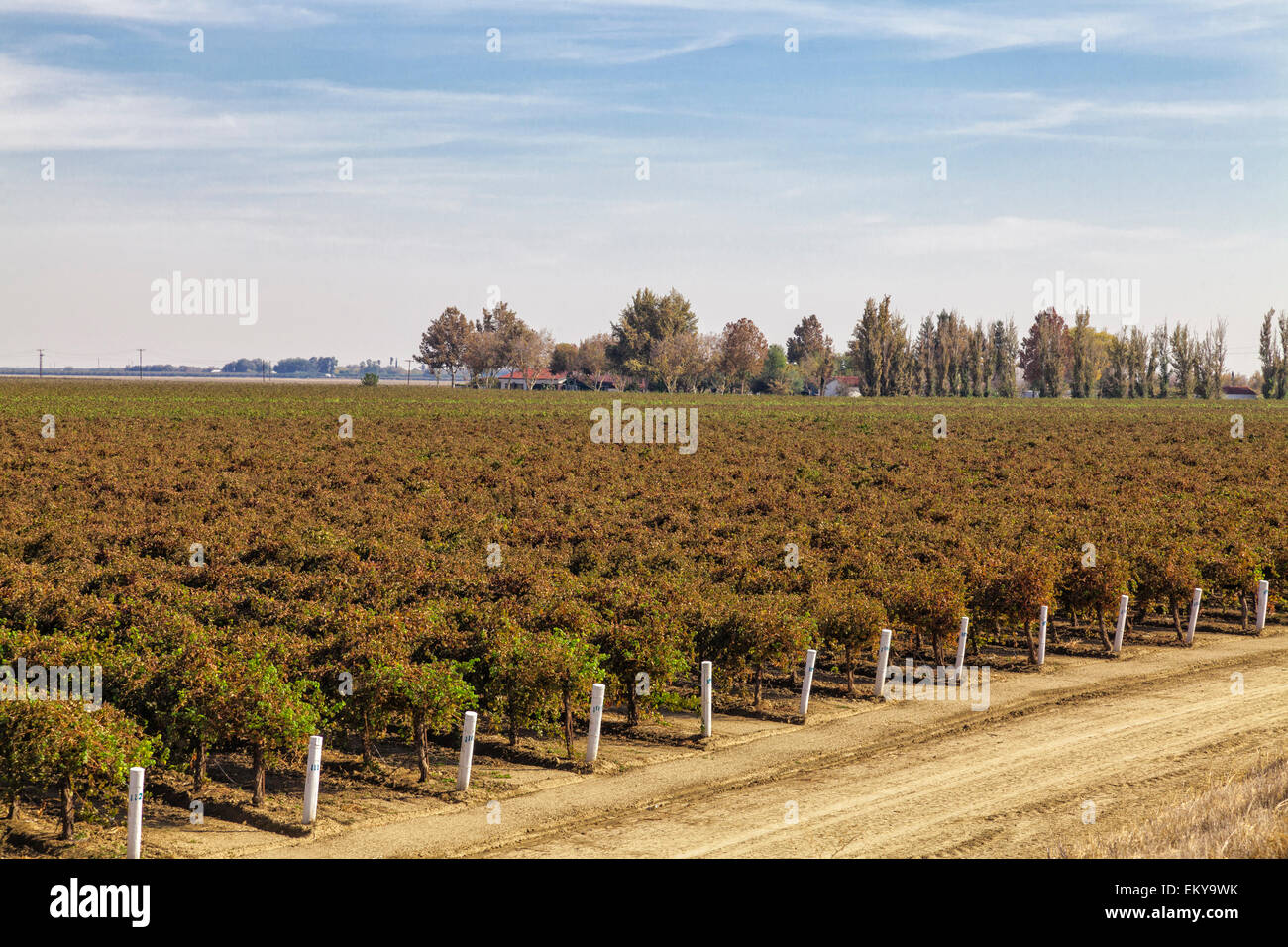 Vignoble sur Cardello WInery. Cardella Winery, une entreprise familiale depuis 1969 dans le comté de Fresno, Californie Banque D'Images