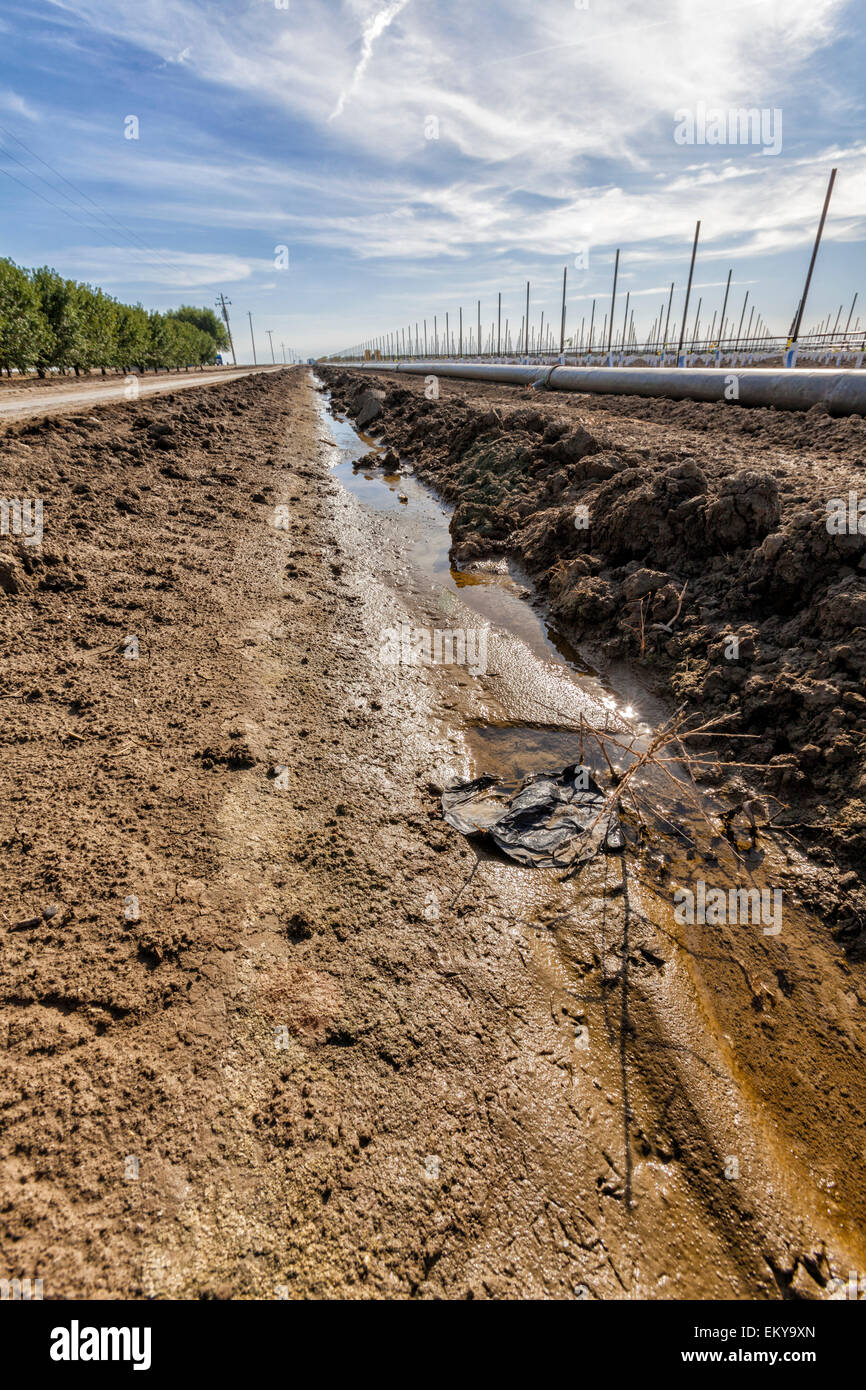 Fossé d'irrigation fonctionnant à côté de vignes et vergers d'amandiers. Cardella Winery, une entreprise familiale depuis 1969, est dans le comté de Fresno Banque D'Images