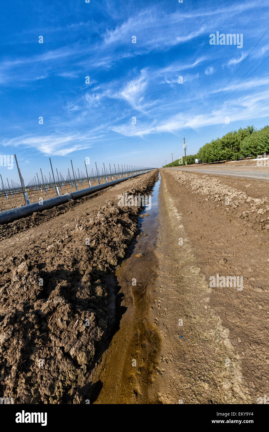 Fossé d'irrigation fonctionnant à côté de vignes et vergers d'amandiers. Cardella Winery, une entreprise familiale depuis 1969, est dans le comté de Fresno Banque D'Images