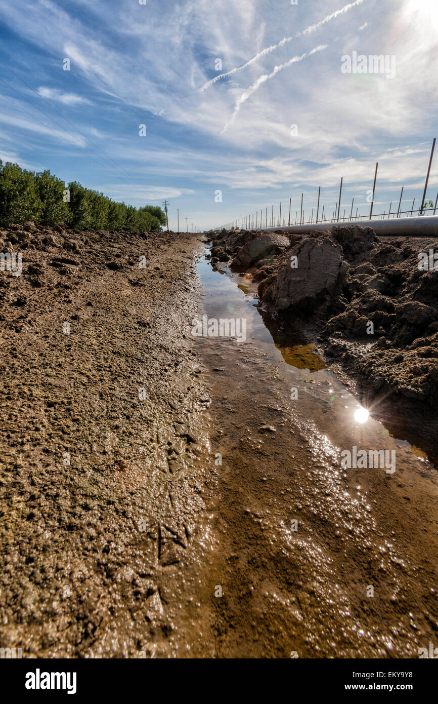 Fossé d'irrigation fonctionnant à côté de vignes et vergers d'amandiers. Cardella Winery, une entreprise familiale depuis 1969, est dans le comté de Fresno Banque D'Images