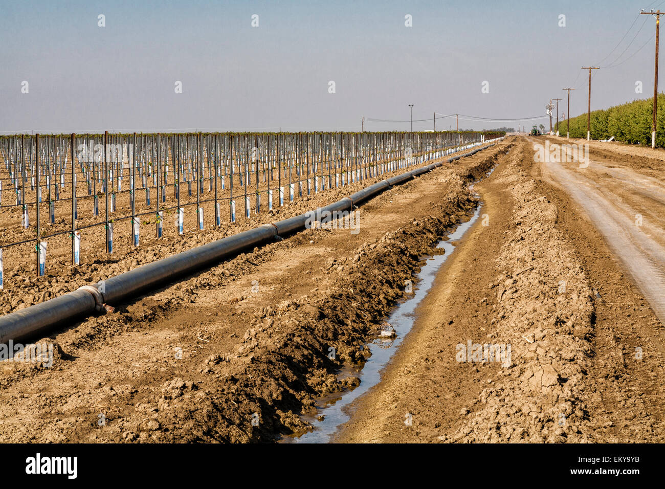 Fossé d'irrigation fonctionnant à côté de vignes et vergers d'amandiers. Cardella Winery, une entreprise familiale depuis 1969, est dans le comté de Fresno Banque D'Images