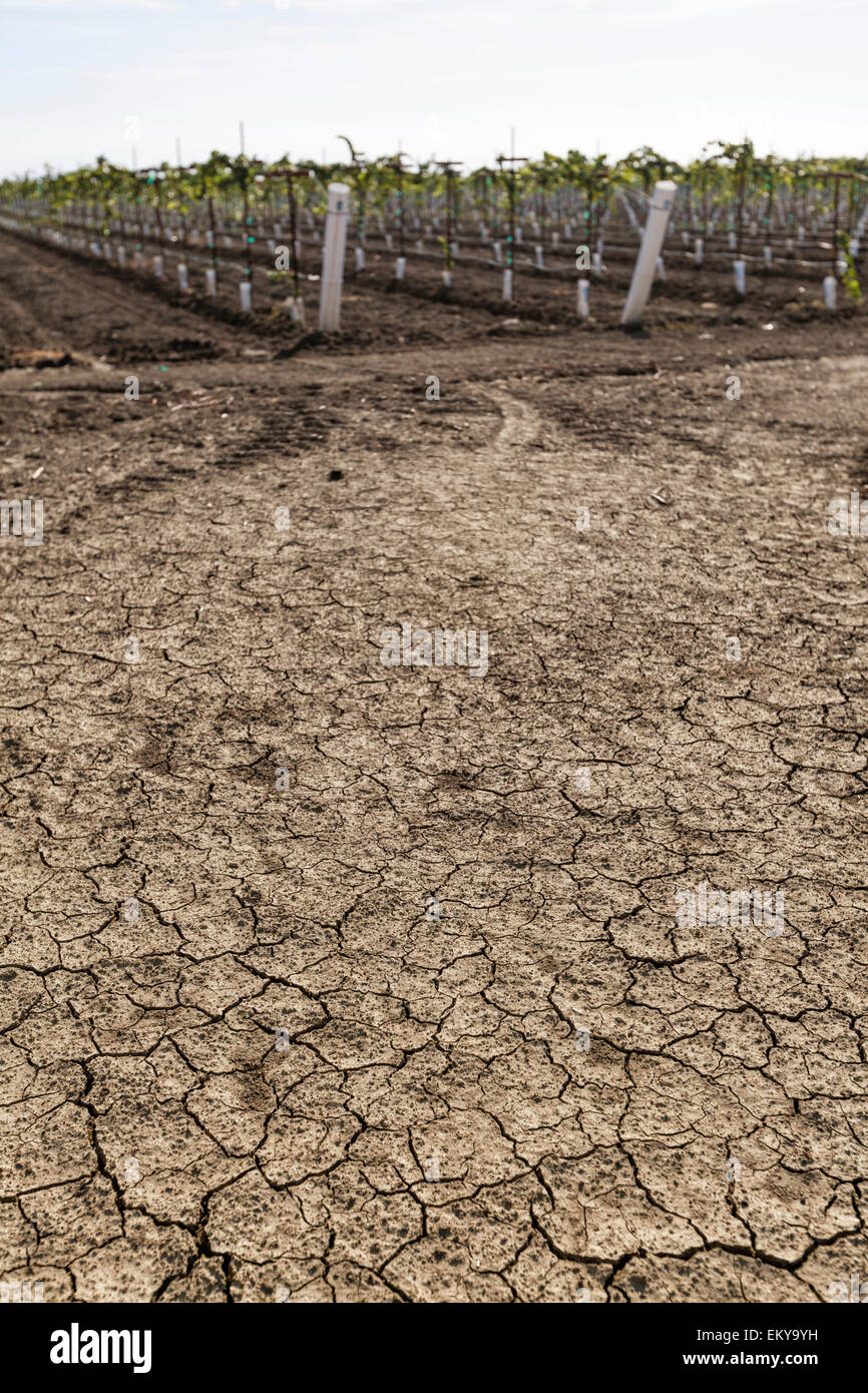 En face de la terre craquelée vigne raisin. Cardella Winery, une entreprise familiale depuis 1969, dans le comté de Fresno, Californie Banque D'Images