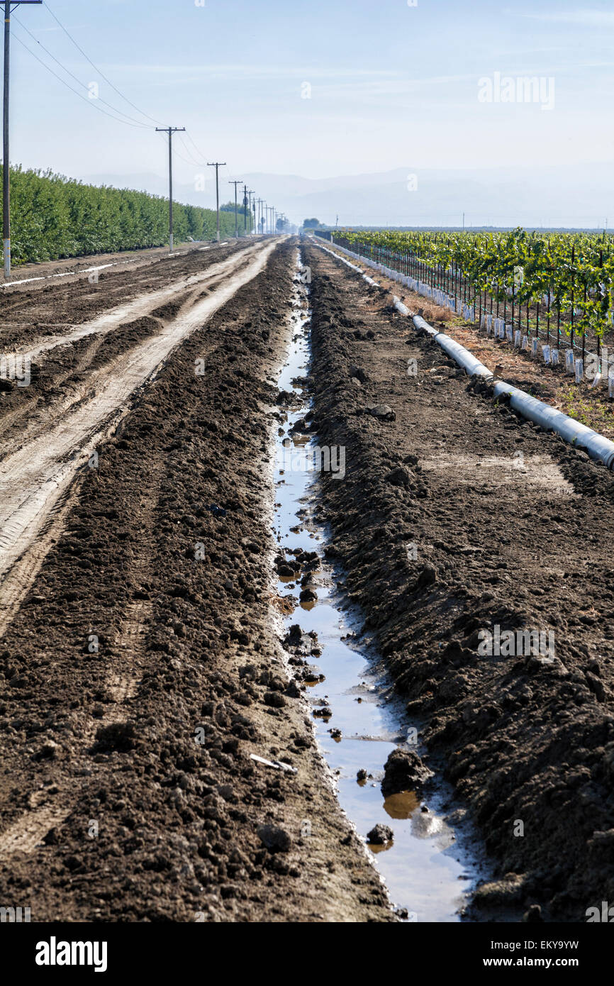 Fossé d'irrigation fonctionnant à côté de vignes et vergers d'amandiers. Cardella Winery, une entreprise familiale depuis 1969, est dans le comté de Fresno Banque D'Images