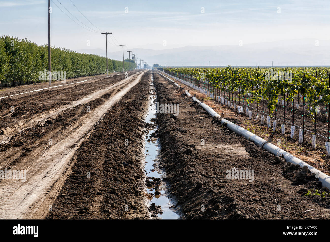 Fossé d'irrigation fonctionnant à côté de vignes et vergers d'amandiers. Cardella Winery, une entreprise familiale depuis 1969, est dans le comté de Fresno Banque D'Images