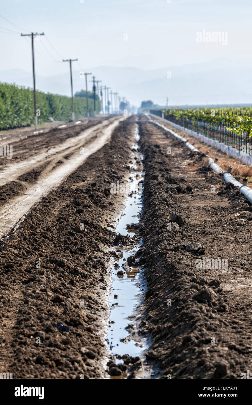 Fossé d'irrigation fonctionnant à côté de vignes et vergers d'amandiers. Cardella Winery, une entreprise familiale depuis 1969, est dans le comté de Fresno Banque D'Images