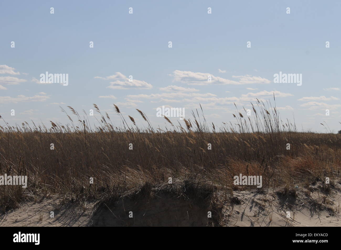 En agitant l'herbe de mer dans les dunes de sable. Ciel bleu sur une telle journée de printemps croquants. Banque D'Images