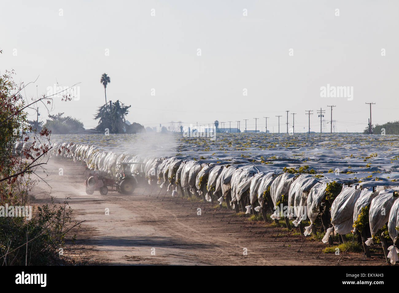 Pesticides La pulvérisation de grape vineyard. Comté de Tulare, Vallée de San Joaquin, en Californie, USA Banque D'Images