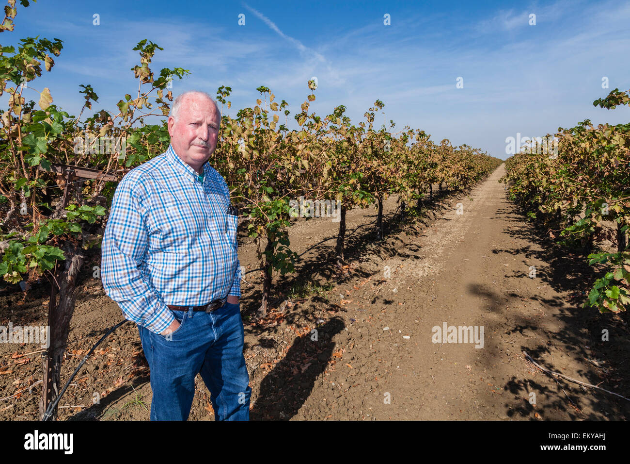 Rod Cardella debout dans son vinyard qui utilise l'irrigation au goutte à goutte. Rod Cardella exécute Cardella Winery, une entreprise familiale depuis 1969 Banque D'Images