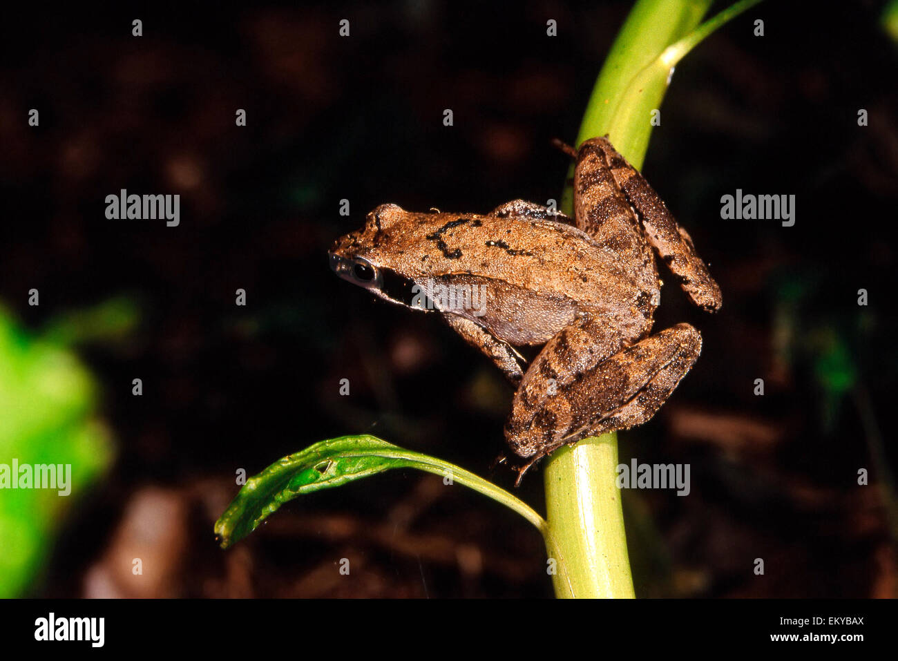 L'Italien grenouille agile (Rana latastei) sur branche verte ; l'endémisme Italien Banque D'Images