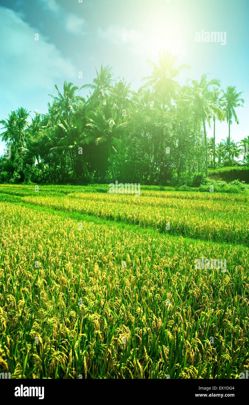 Des rizières de Bali tôt le matin Banque D'Images