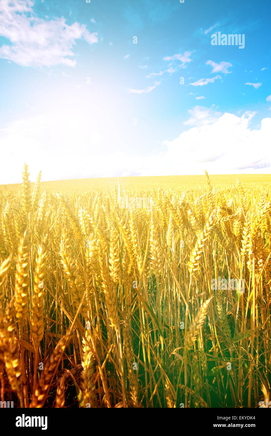Le mûrissement du blé dans le soleil du matin avec ciel bleu en arrière-plan Banque D'Images
