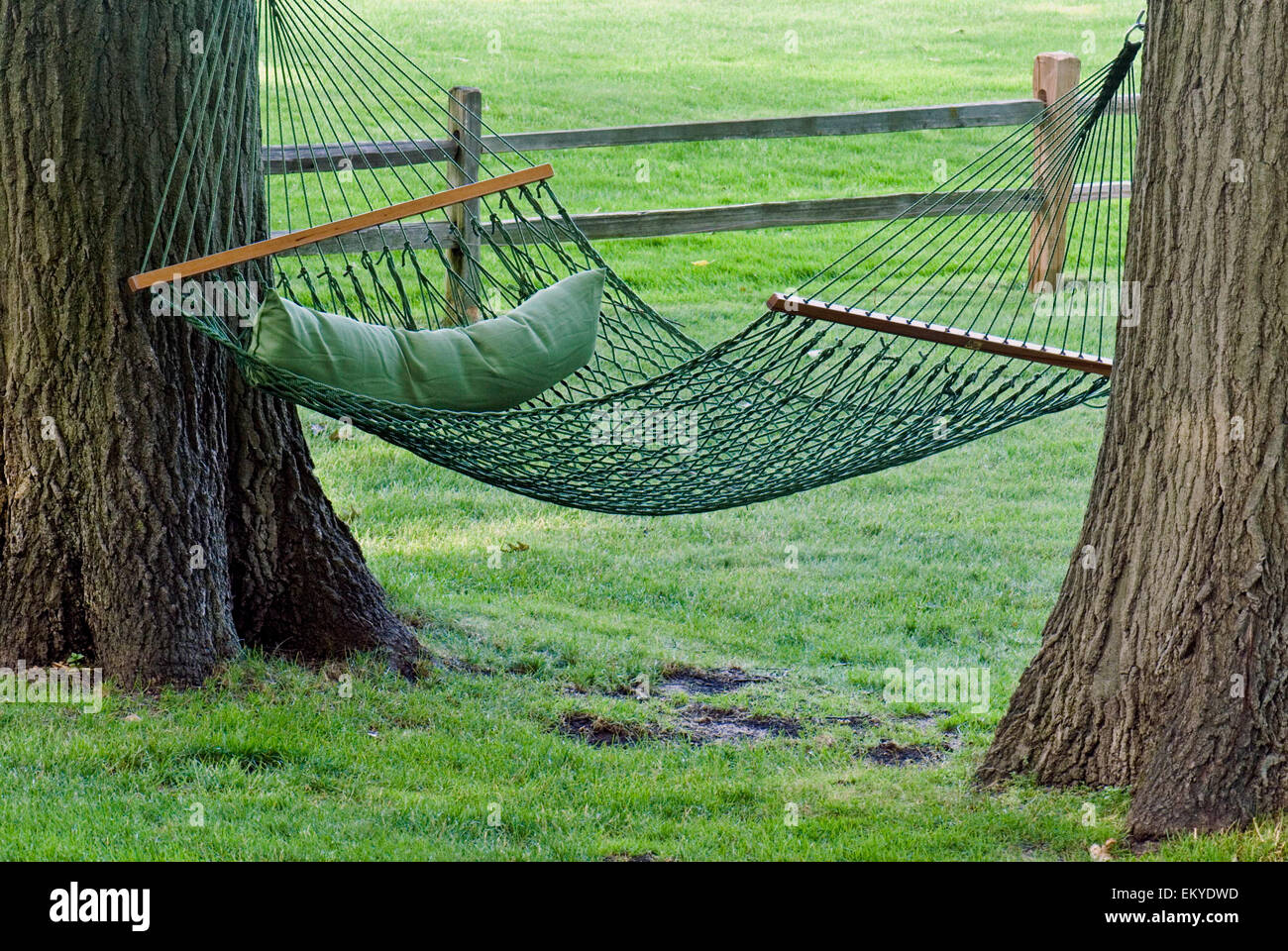 Hamac vert et un oreiller suspendu entre deux arbres de chêne Photo Stock -  Alamy